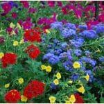 Choosing the Right Plants for Your Garden This April